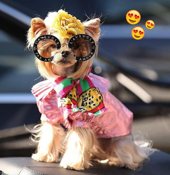 miss-lo-cachorrinha-fashionista-destaque