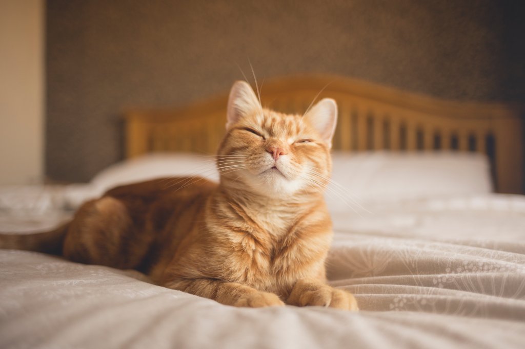 Gato dormindo de olhinhos fechados sobre a cama