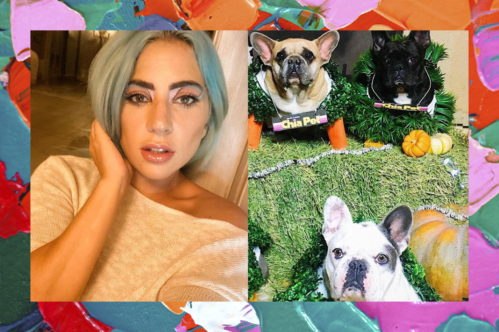 De um lado, Lady Gaga olhando para a câmera com expressão séria e uma das mãos no cabelo. De outro, fotos de três cachorros