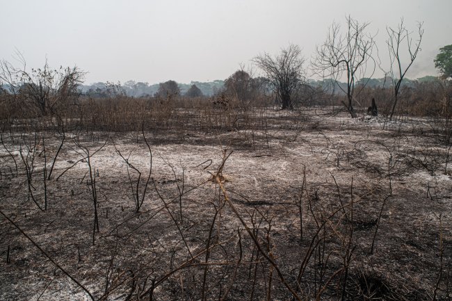 Área do Pantanal completamente devastada após queimadas