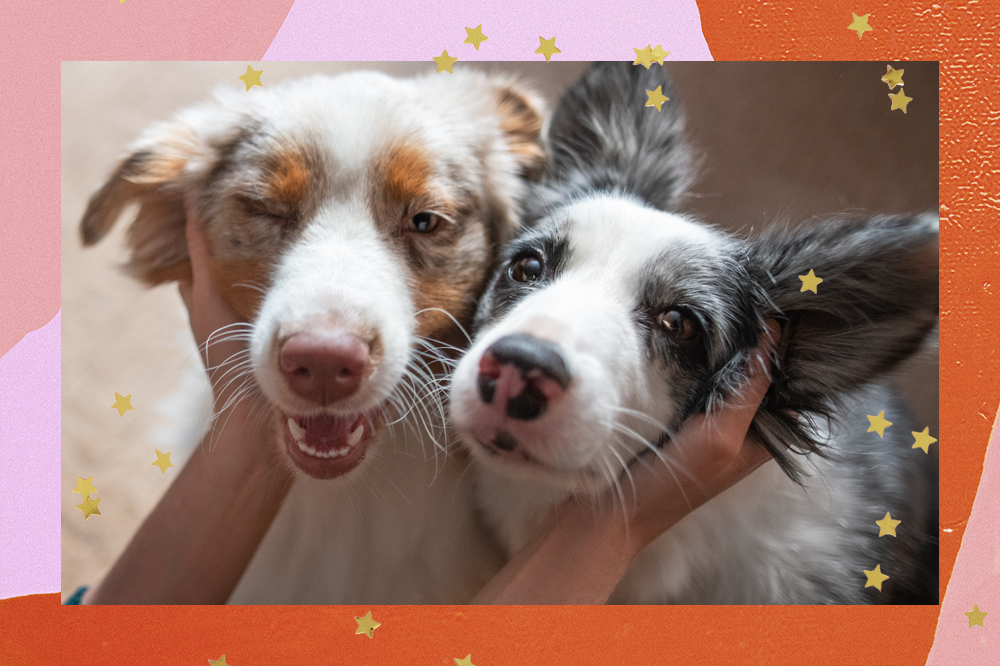 Dois cachorros com os rostos encostados um no outro. O cachorro da direita é branco e preto, o outro é branco e marrom.