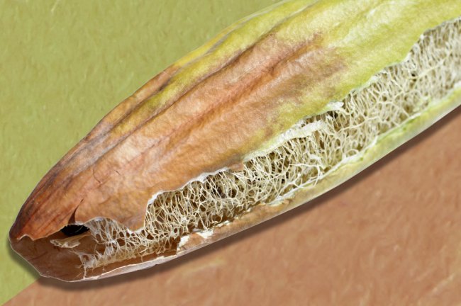 Três trocas simples, baratas e sustentáveis para fazer no dia a dia Sabia que é assim que "nasce" a bucha vegetal?