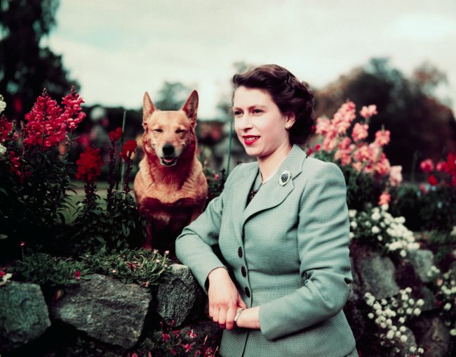 Antes de ser uma rainha notável, Elizabeth II foi uma mulher histórica Rainha Elizabeth II ainda jovem, ao lado de seu cão corgi caramelo e rodeada de flores