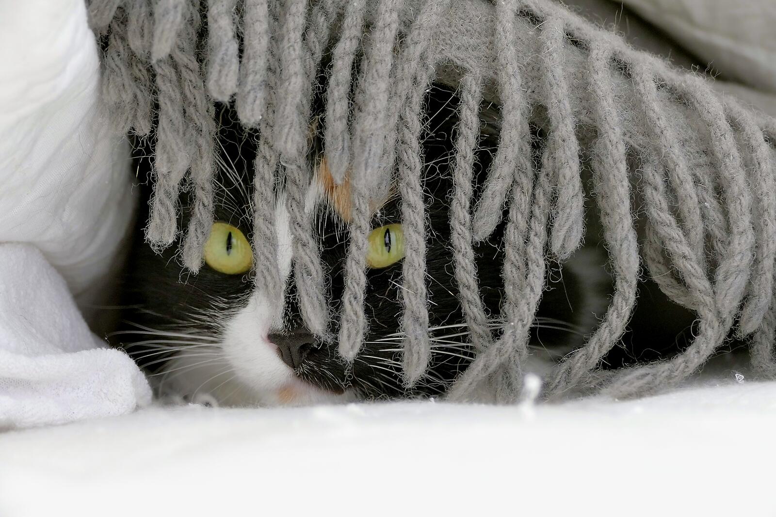 The Comedy Pet Photography Awards 2024 Vittorio Ricci Genova Italy Title: Belly dancer style Description: My long hair turtle cat believes to be perfectly camouflaged for an ambush Animal: My long hair turtle cat Location of shot: Genova, Italy