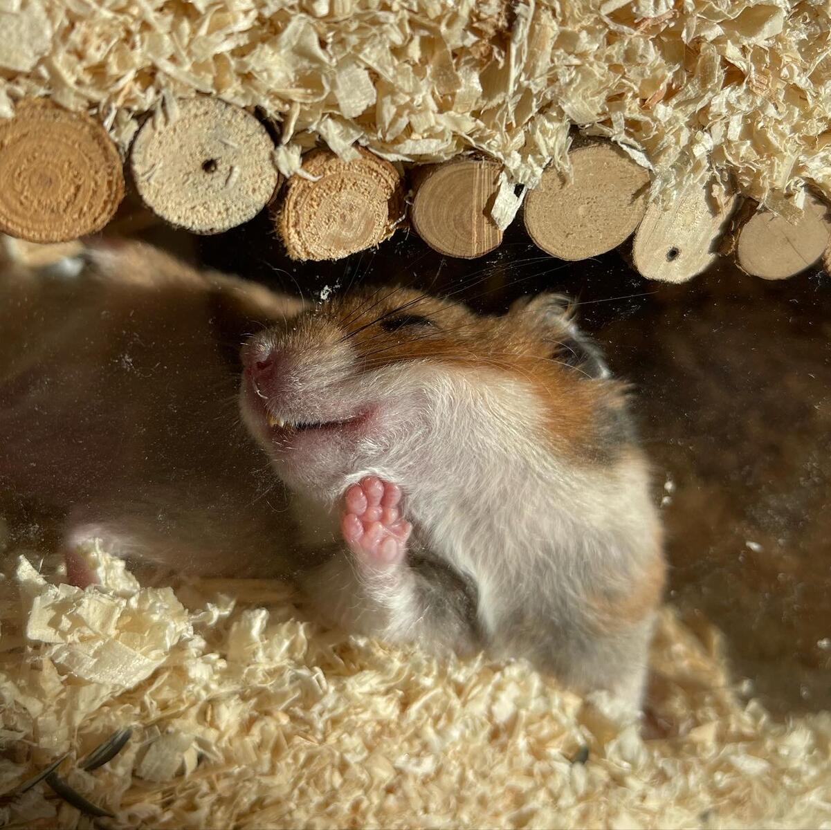 The Comedy Pet Photography Awards 2024 Alina Vogel hamster Gifhorn Germany Title: Sun lover Description: This is Freddie, he was my first Hamster and probably the most photogenic ever. Freddie died recently and that's the last honor I want to pay my little friend Animal: Goldhamster Location of shot: His lovely Cage at home:)